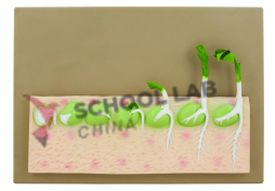Monocot Seed Germination Model